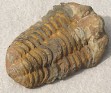 Flexicalymene Auzregui - Trilobita - Flexicalymene - Calymenidae - Ordovician - Spain - 1